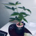 小盆景发财树，特级，好好先生园艺供应
