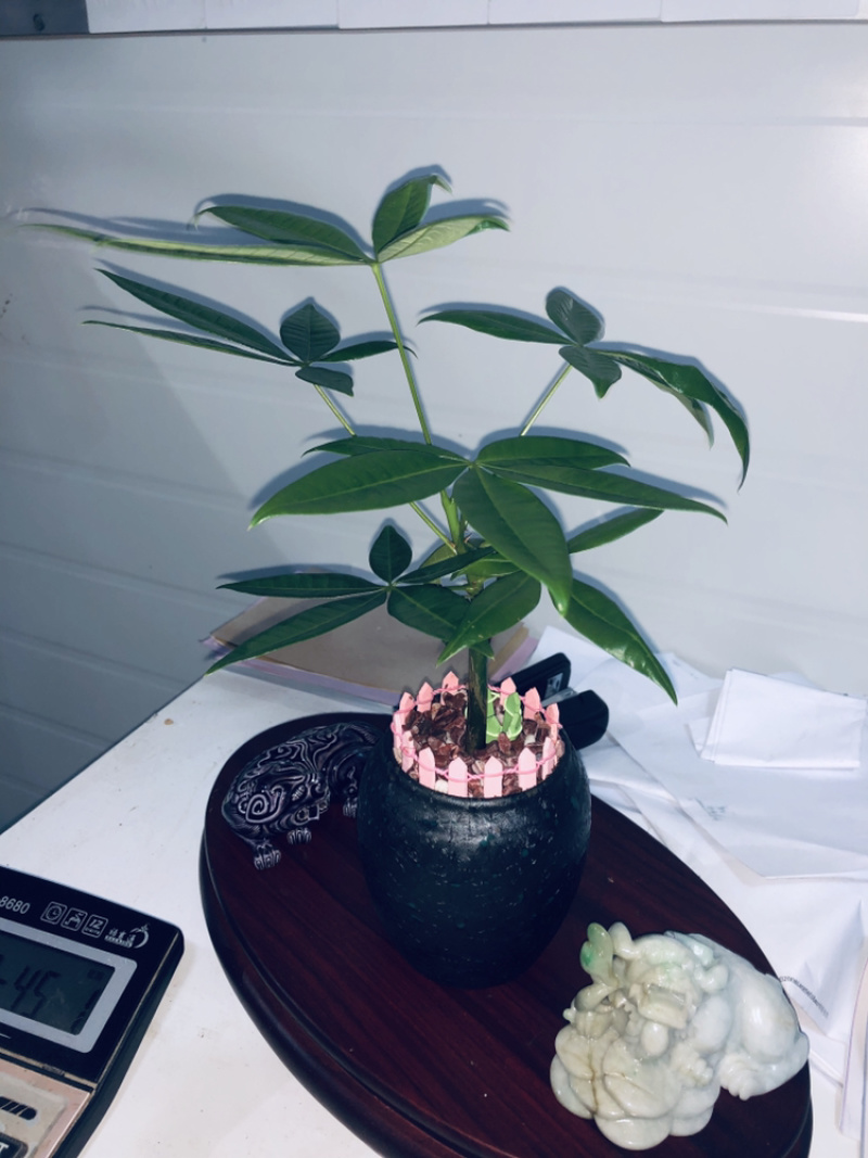 小盆景发财树，特级，好好先生园艺供应
