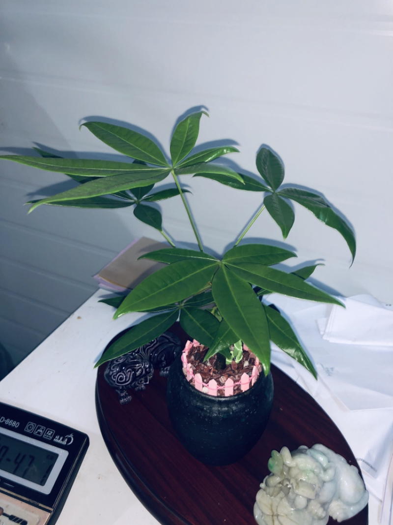 小盆景发财树，特级，好好先生园艺供应
