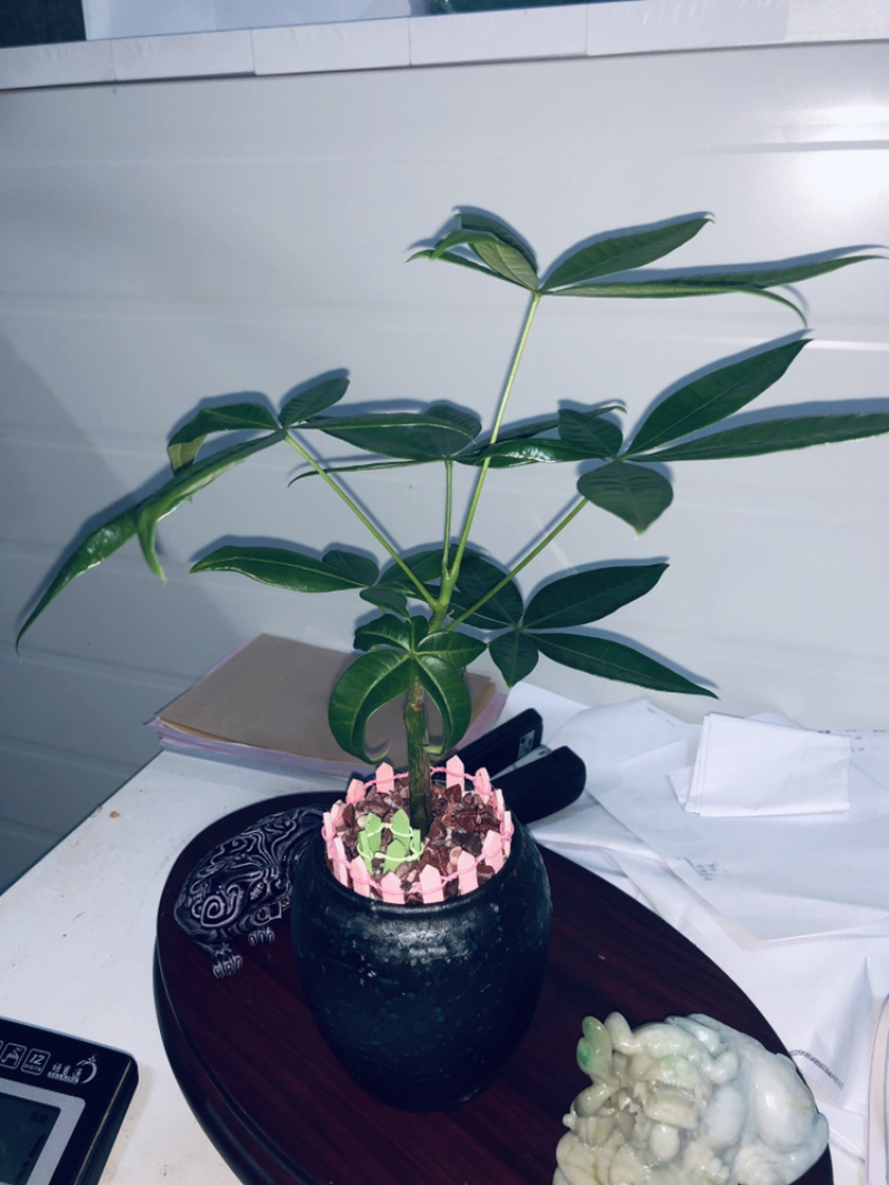 小盆景发财树，特级，好好先生园艺供应