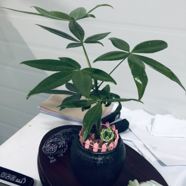 小盆景发财树，特级，好好先生园艺供应