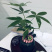 小盆景发财树，特级，好好先生园艺供应