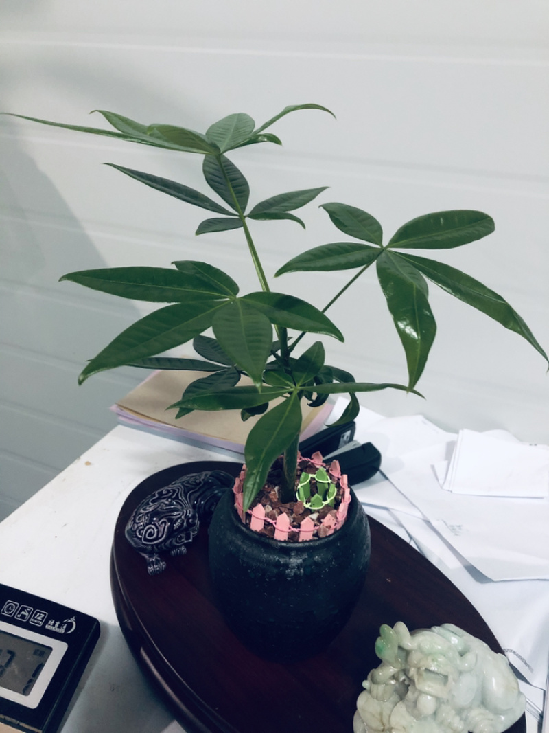 小盆景发财树，特级，好好先生园艺供应