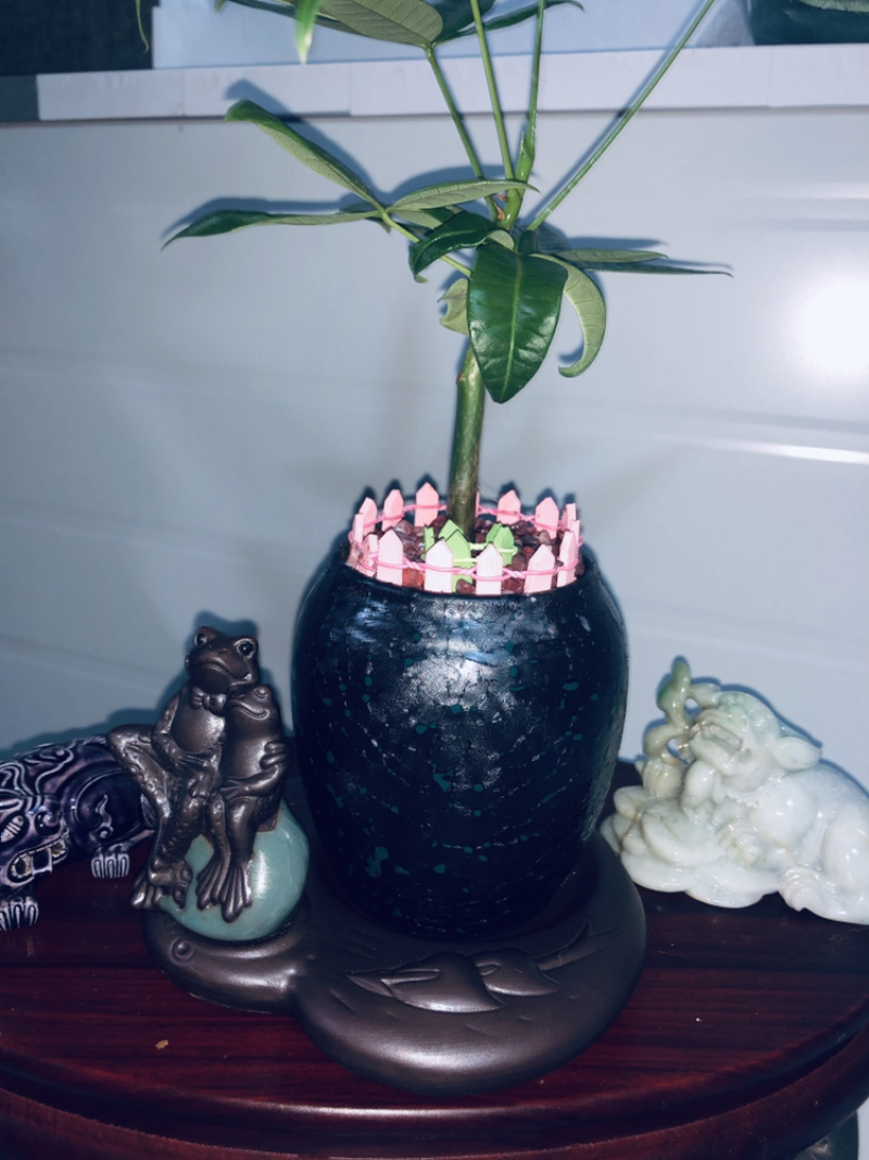 小盆景发财树，特级，好好先生园艺供应