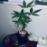 小盆景发财树，特级，好好先生园艺供应