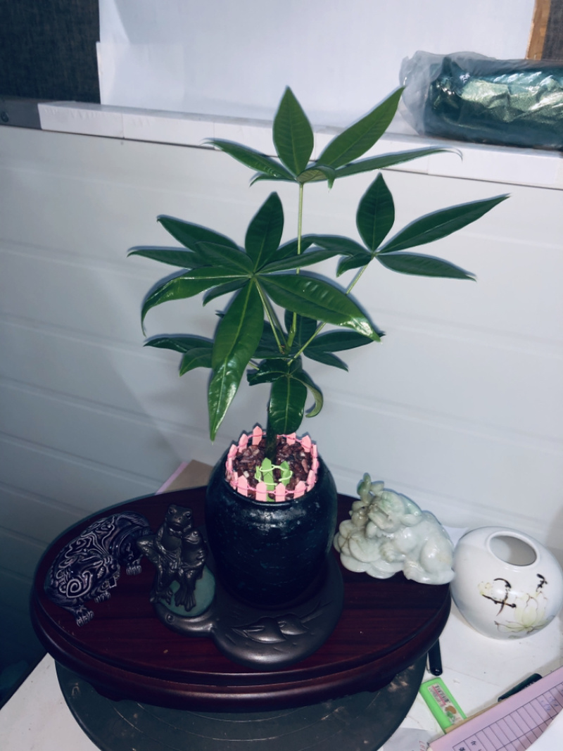 小盆景发财树，特级，好好先生园艺供应