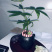 小盆景发财树，特级，好好先生园艺供应