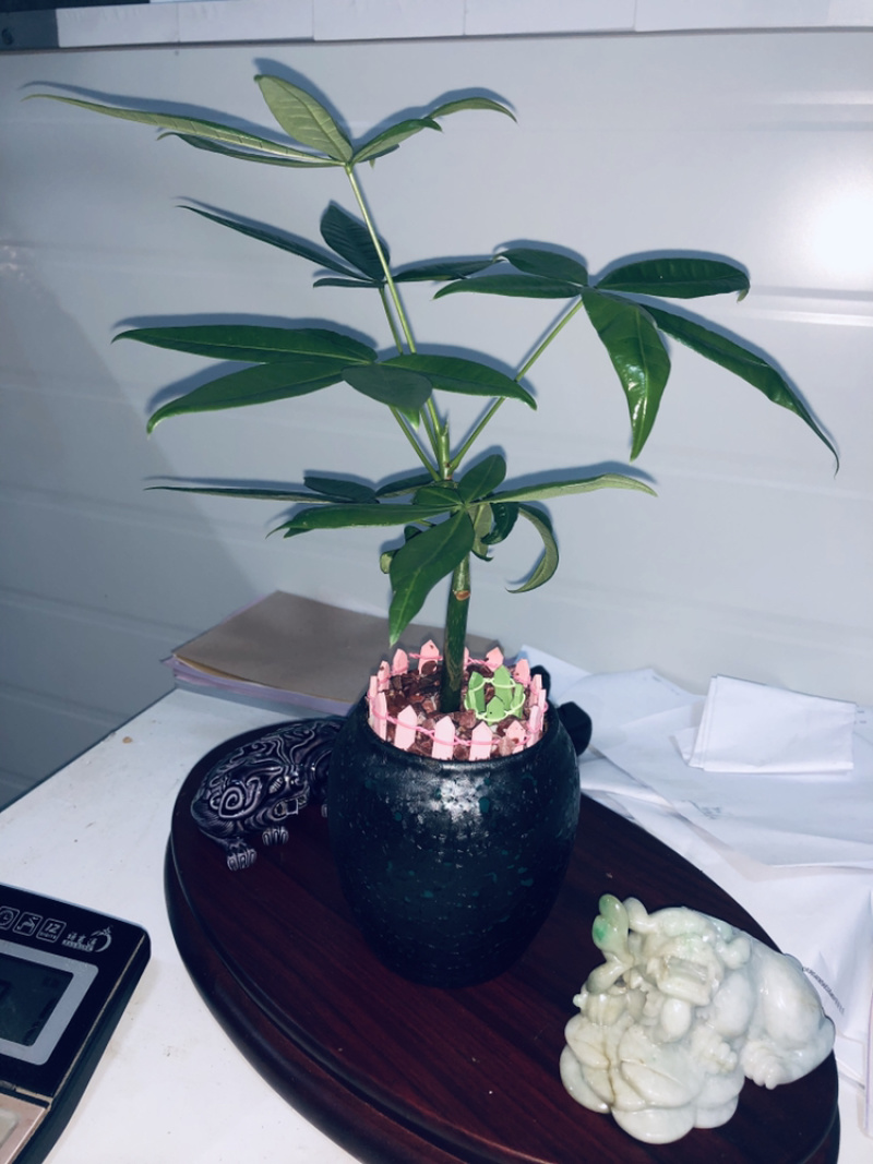 小盆景发财树，特级，好好先生园艺供应