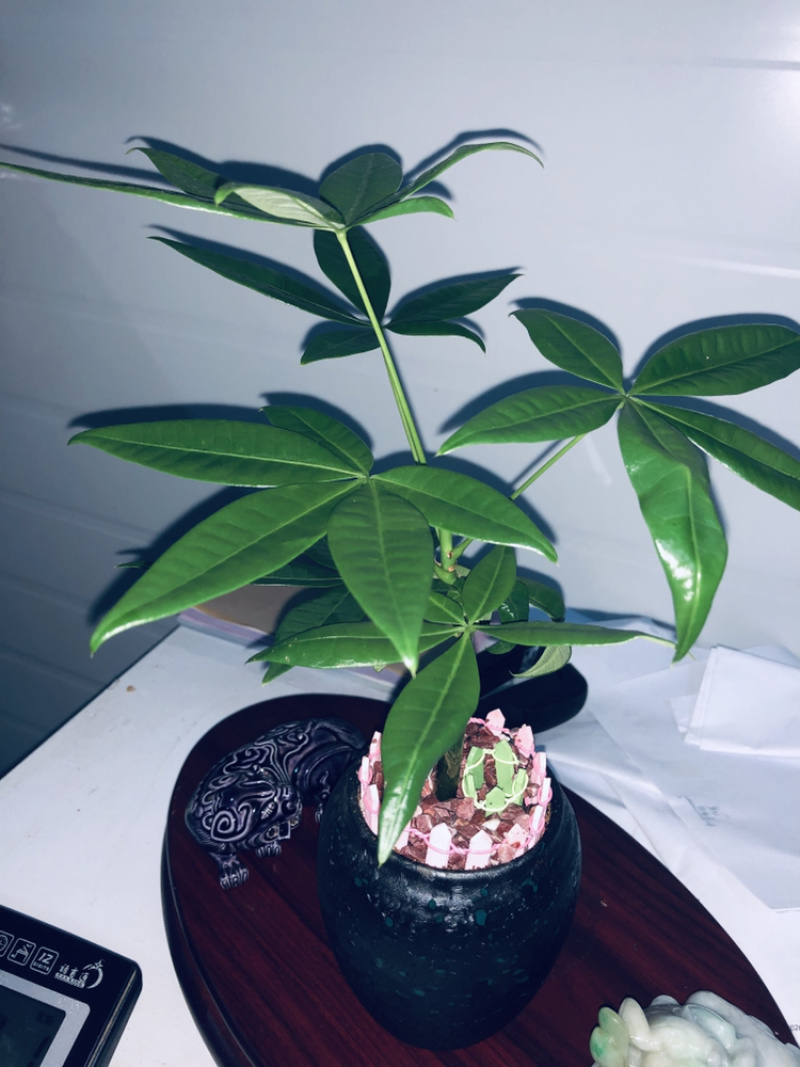 小盆景发财树，特级，好好先生园艺供应
