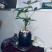 小盆景发财树，特级，好好先生园艺供应