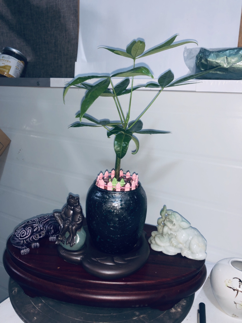 小盆景发财树，特级，好好先生园艺供应