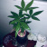 小盆景发财树，特级，好好先生园艺供应