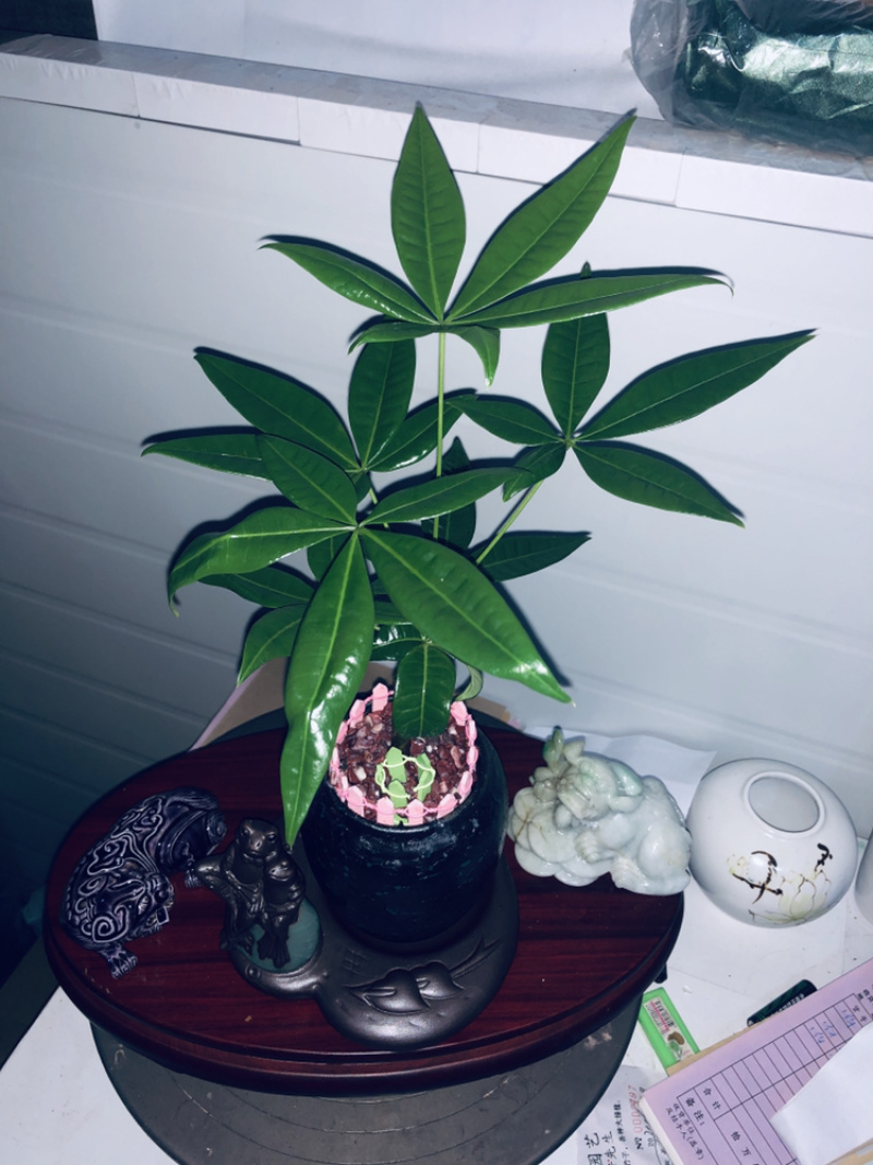 小盆景发财树，特级，好好先生园艺供应