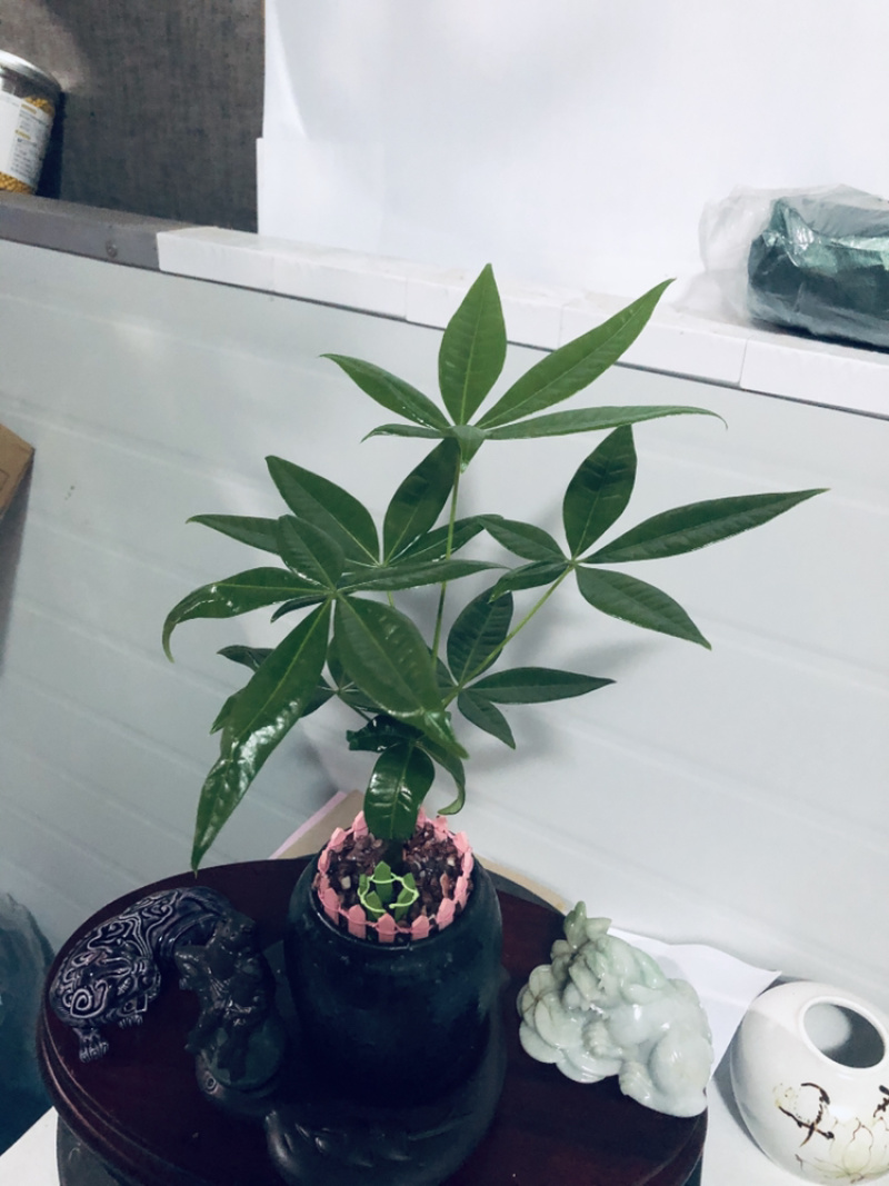 小盆景发财树，特级，好好先生园艺供应