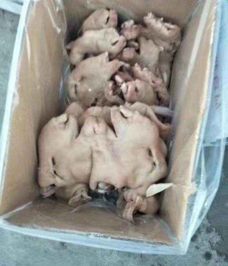 精品大白头净重二十斤