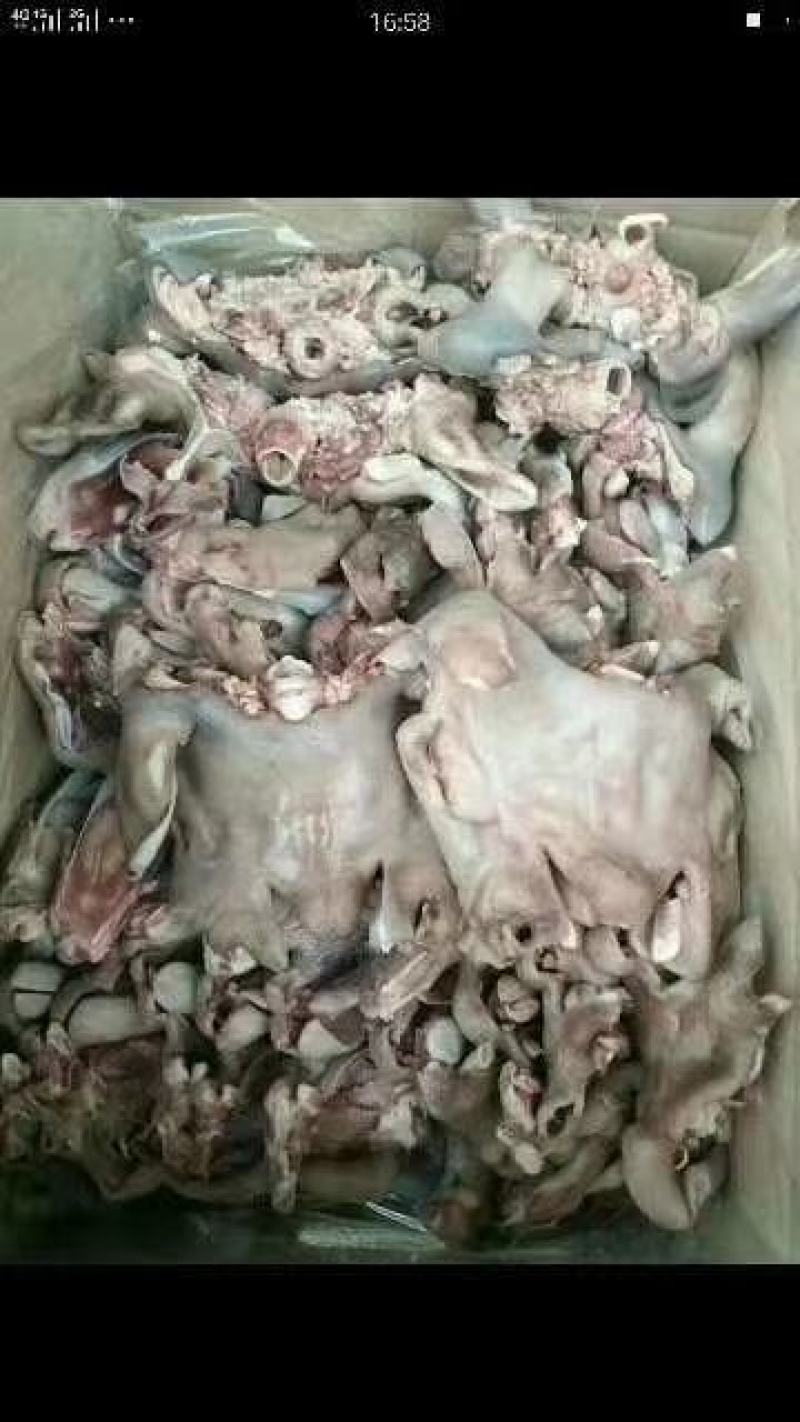 精品大白头净重二十斤