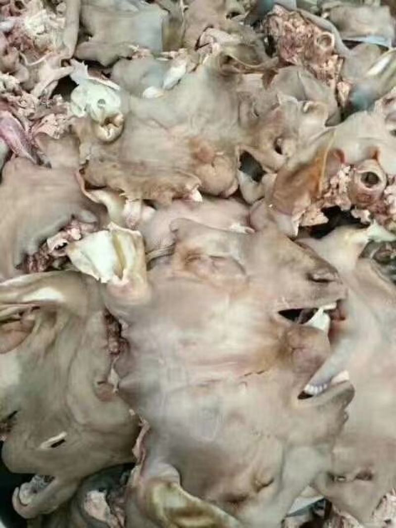 精品大白头净重二十斤