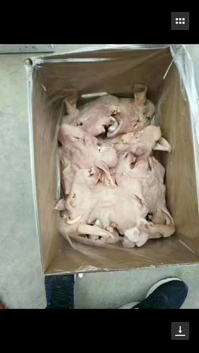 精品大白头净重二十斤