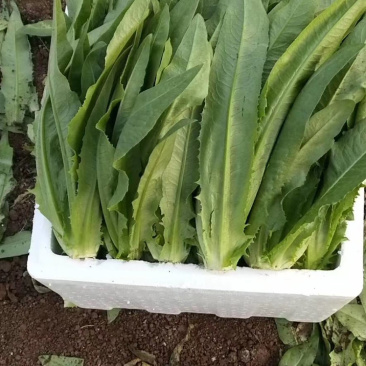 油麦菜30~35cm以上。可代收，可批发