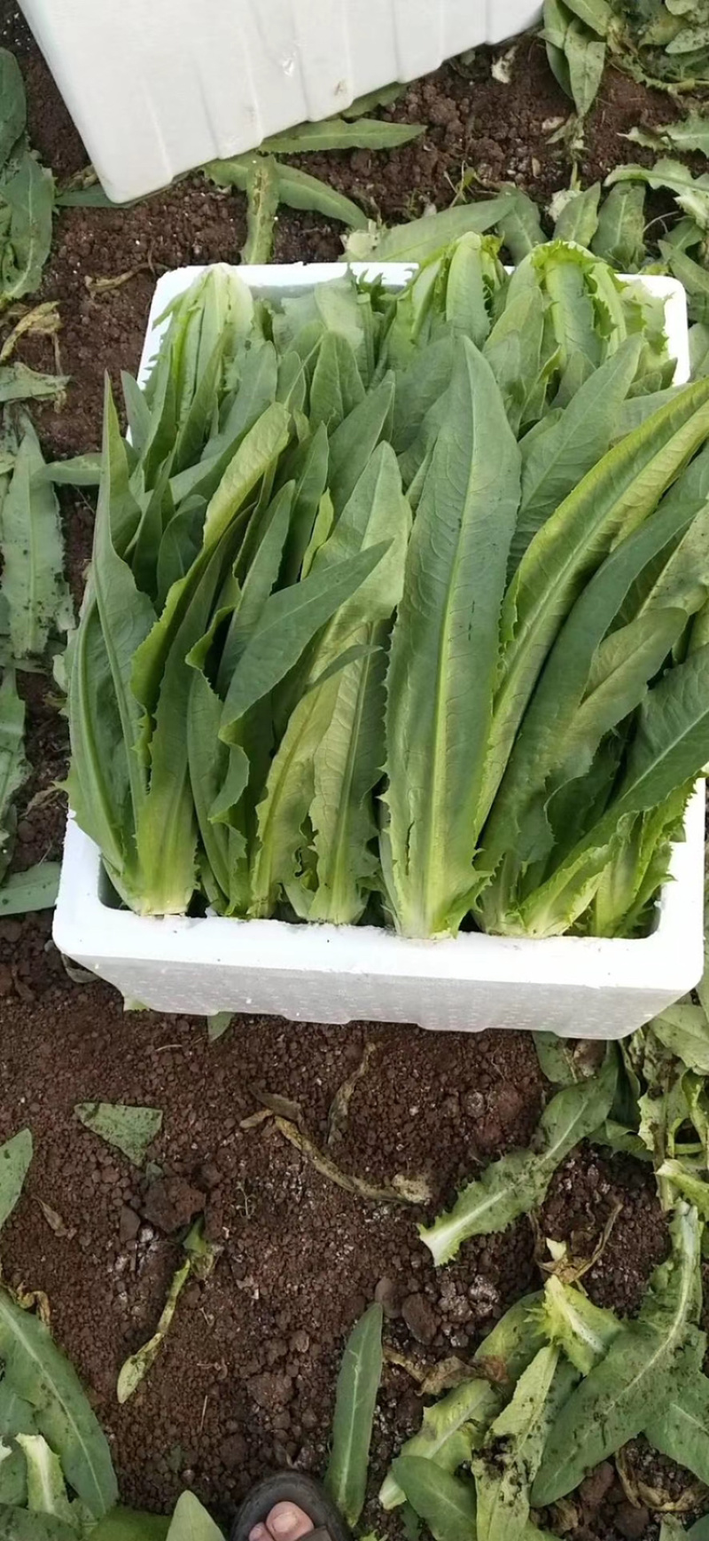 油麦菜30~35cm以上。可代收，可批发