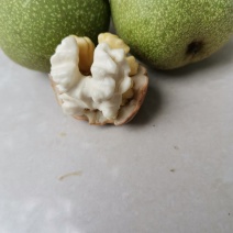 核桃青皮核桃大量热销中
