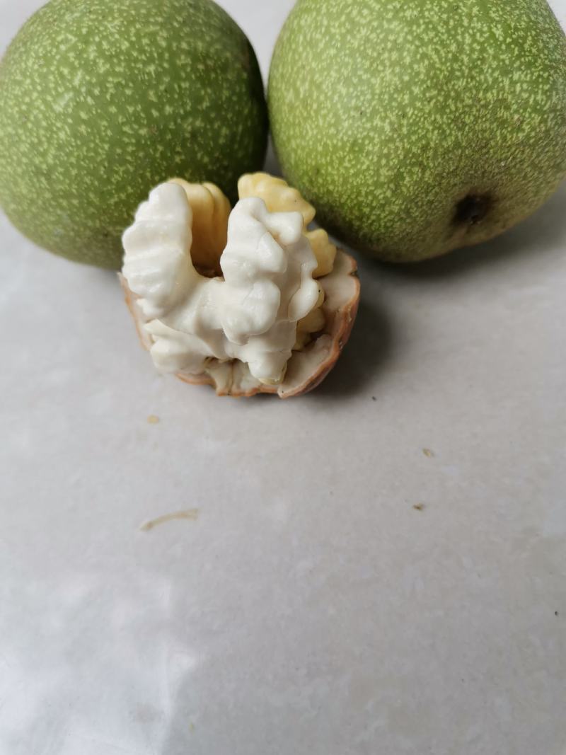 核桃青皮核桃大量热销中