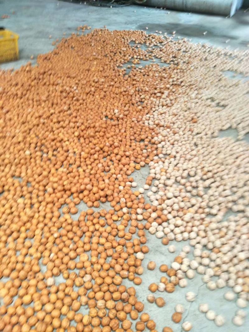 核桃青皮核桃大量热销中