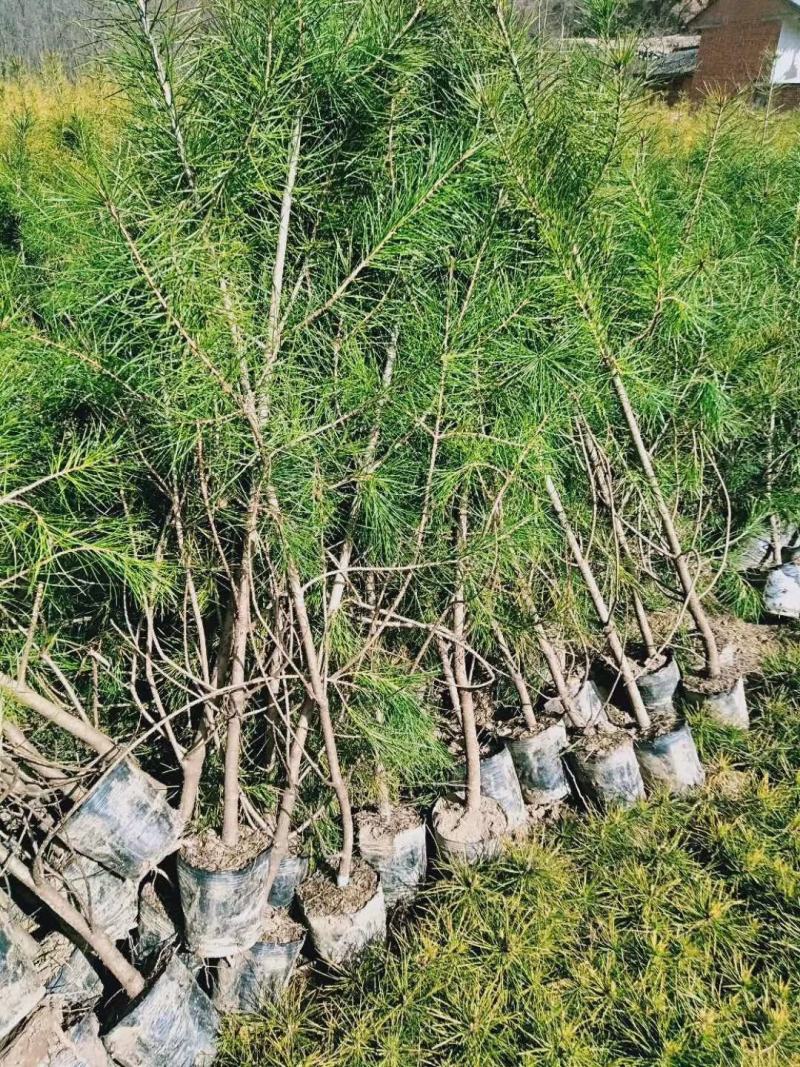 各种苗木绿化树占地树