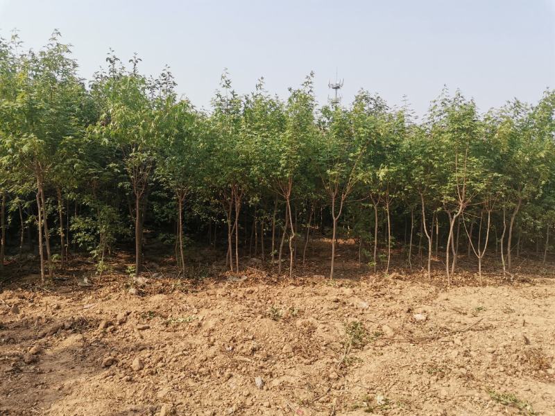 各种苗木绿化树占地树