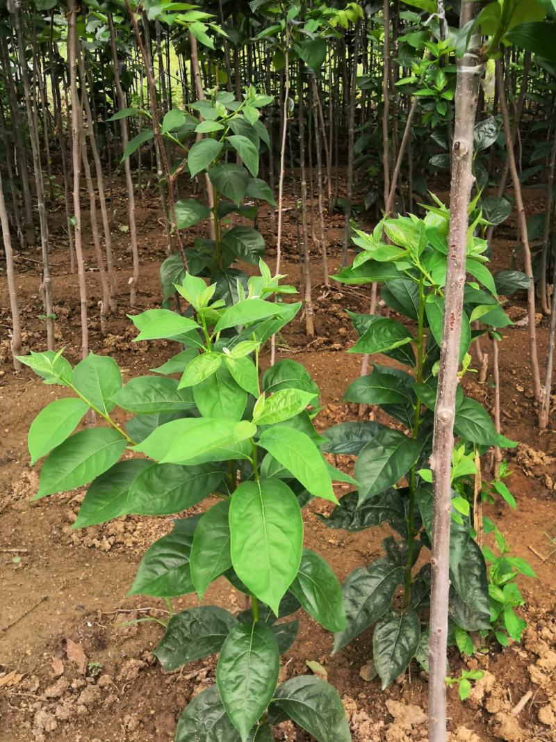 甜柿子树苗价格，阳丰柿子树苗，富有柿子苗，次郎，新秋柿