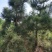 黑松大量出售，邹平县黑松基地