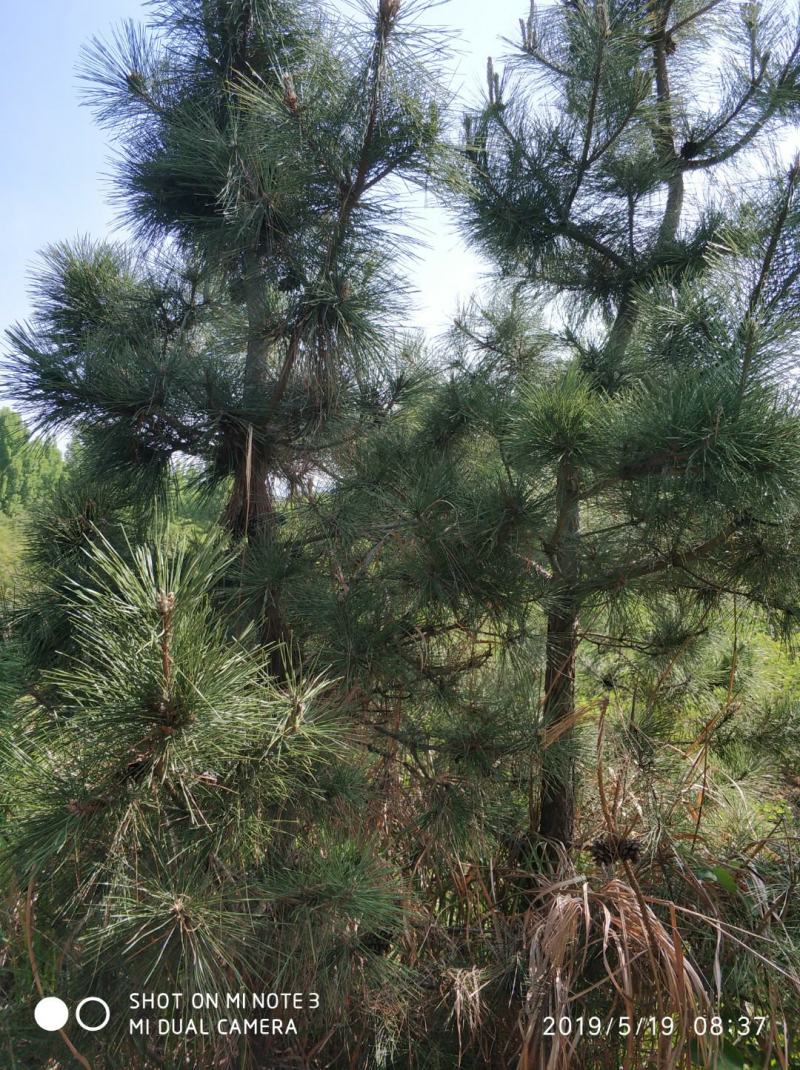 黑松大量出售，邹平县黑松基地