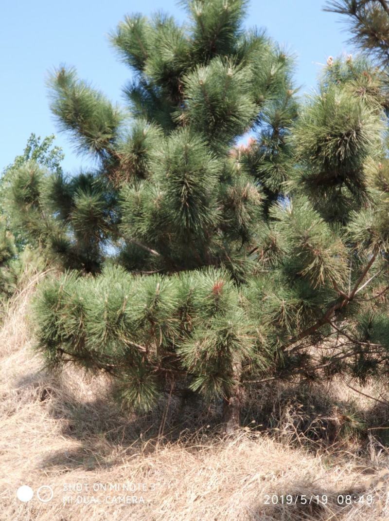 黑松大量出售，邹平县黑松基地