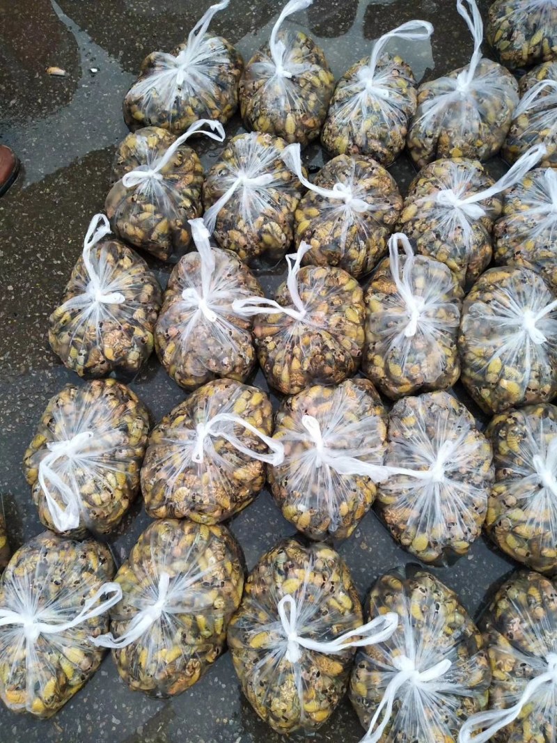 鲜活金蝉白蝉瓶装一瓶45只生冻，支持一件代发。