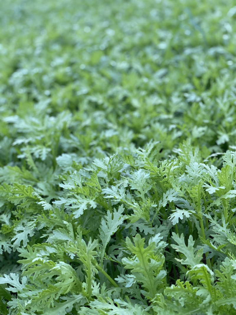 茼蒿（蒿子秆）产地直销每天大量采收不断货