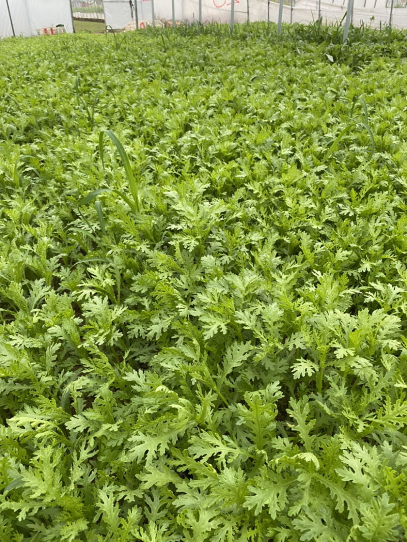 茼蒿（蒿子秆）产地直销每天大量采收不断货