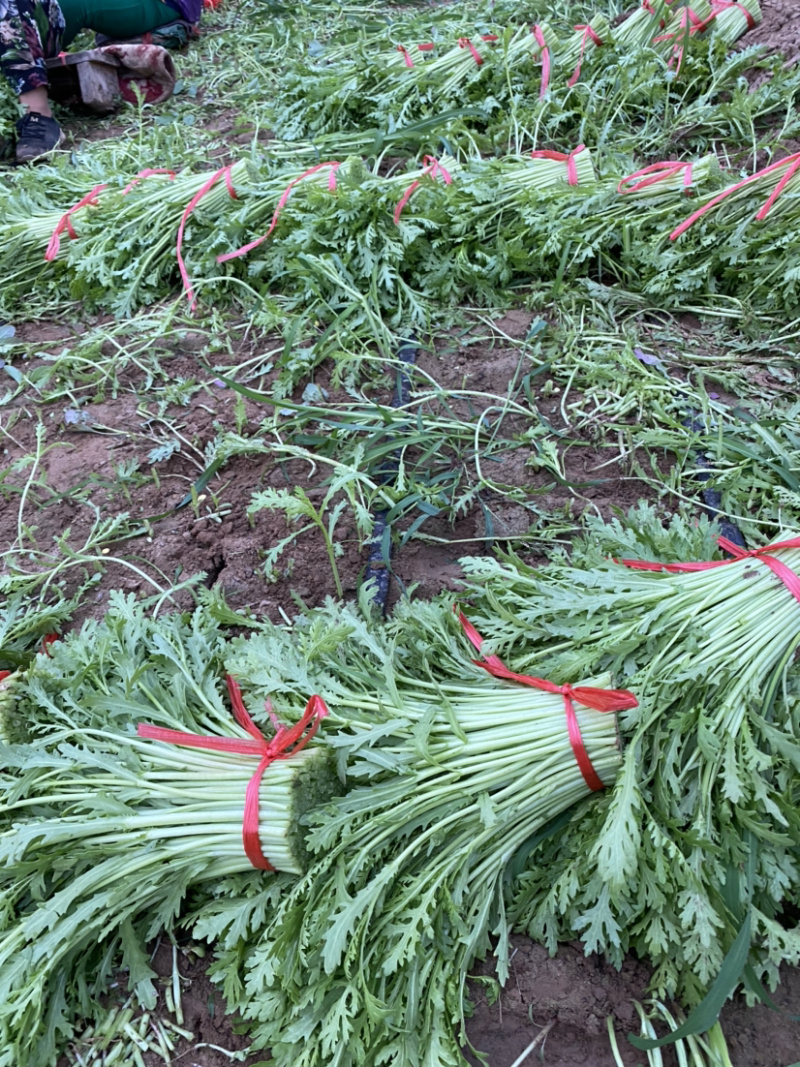 茼蒿（蒿子秆）产地直销每天大量采收不断货