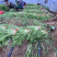 茼蒿（蒿子秆）产地直销每天大量采收不断货