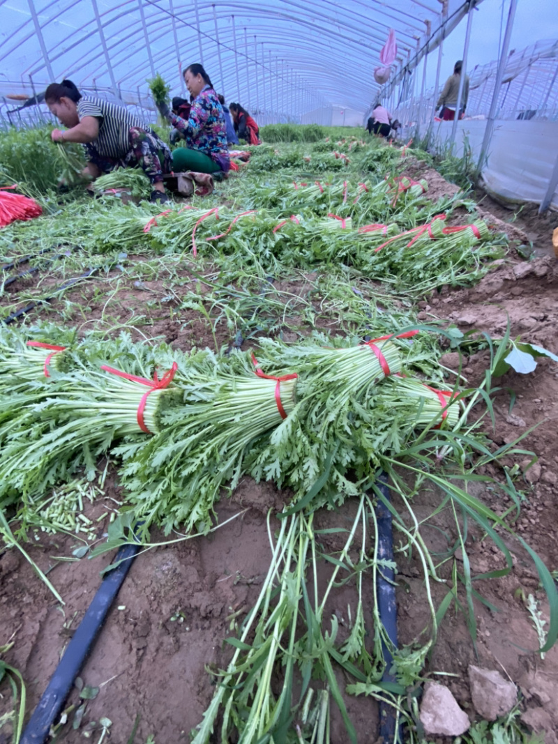 茼蒿（蒿子秆）产地直销每天大量采收不断货
