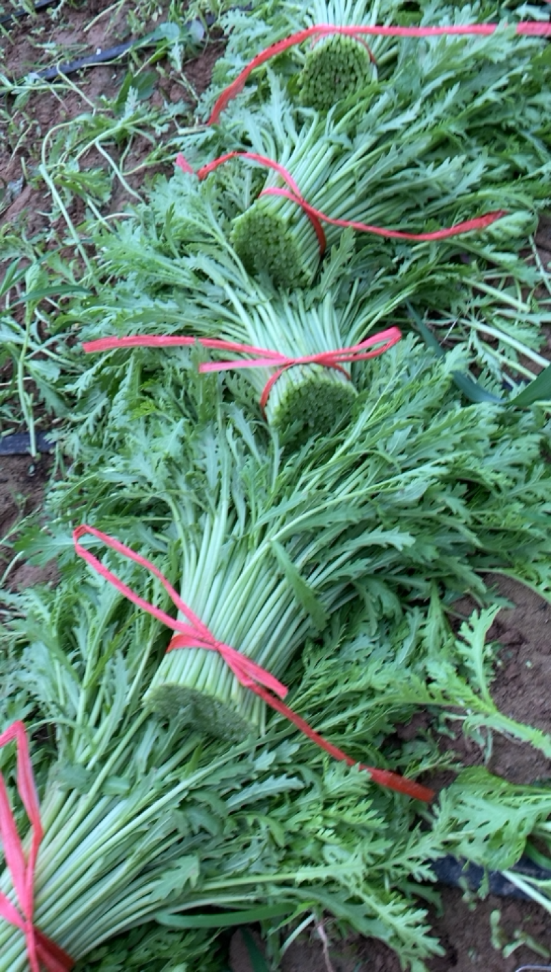 茼蒿（蒿子秆）产地直销每天大量采收不断货