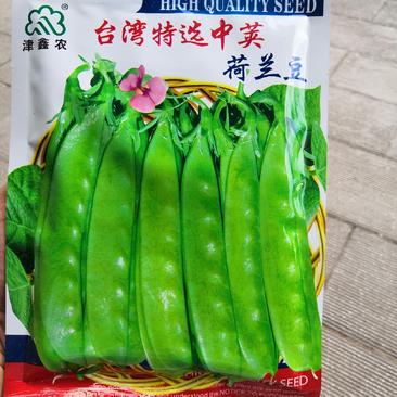 台湾中荚特选荷兰豆种子，鑫农种子种了都说好