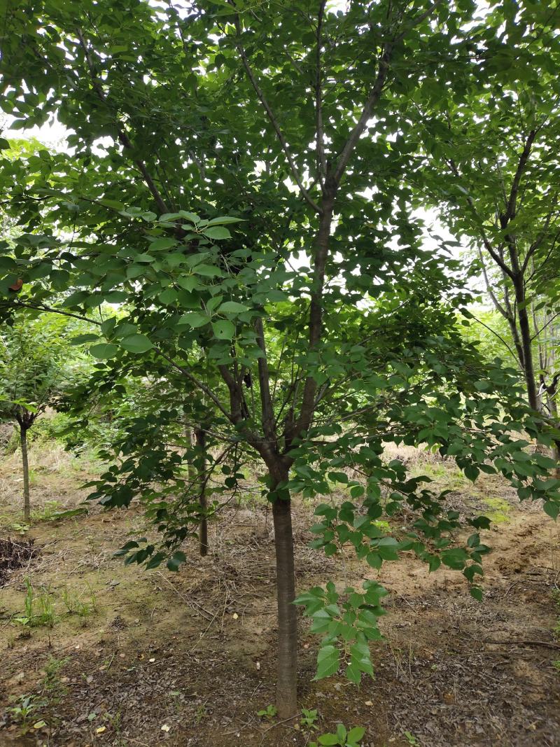 青岛市黄岛区小崔樱花基地早樱
