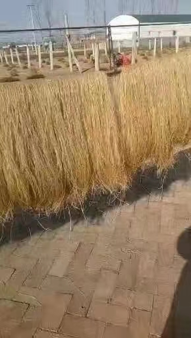 红薯粉条厂家口感纯正!三证齐全!!!无沙，质量有保证