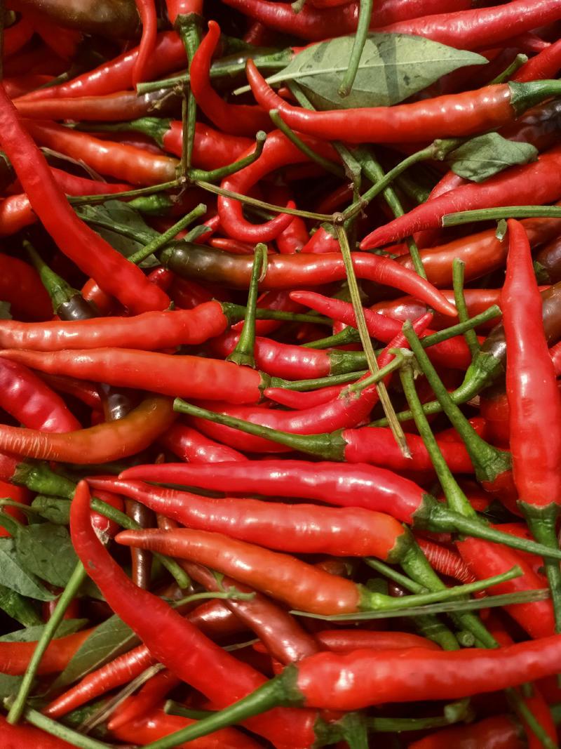 鲜辣椒品种全，价格每，各位老板前来联系。