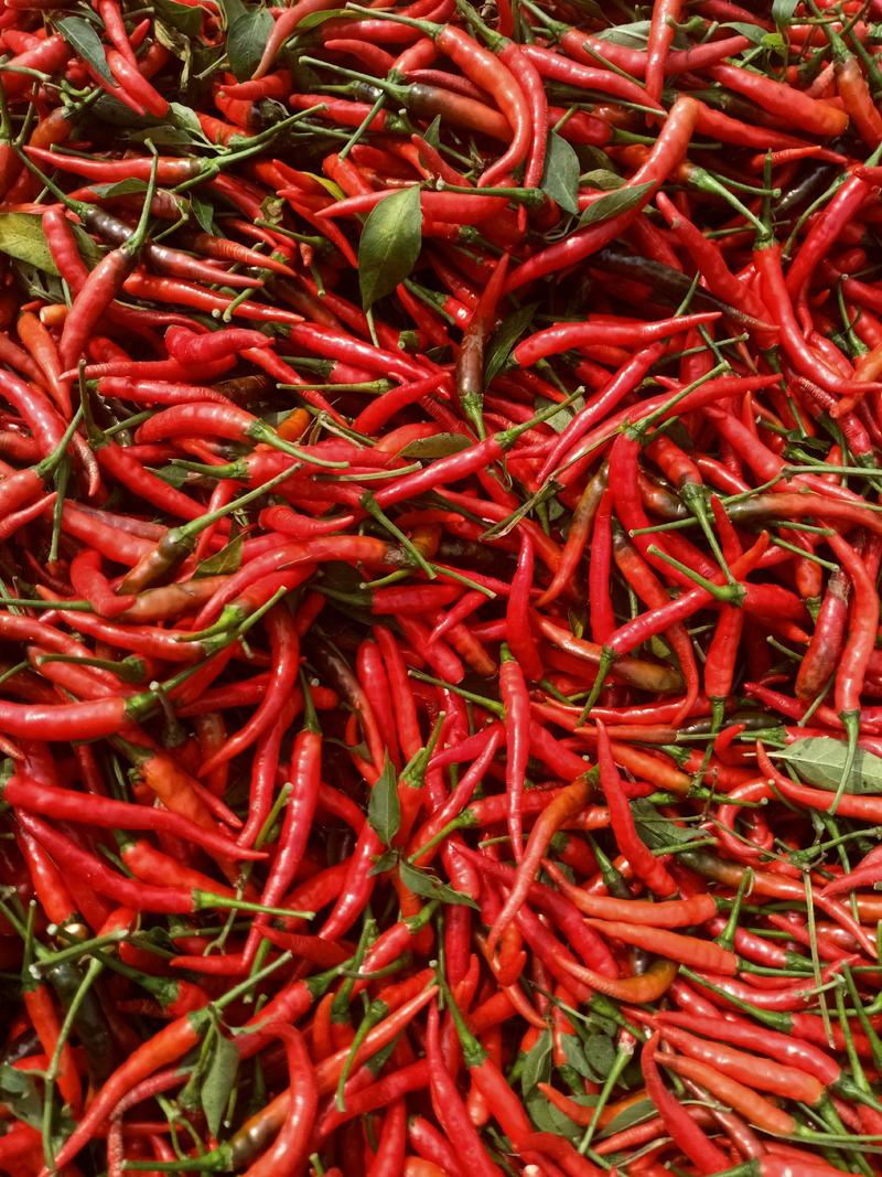 鲜辣椒品种全，价格每，各位老板前来联系。