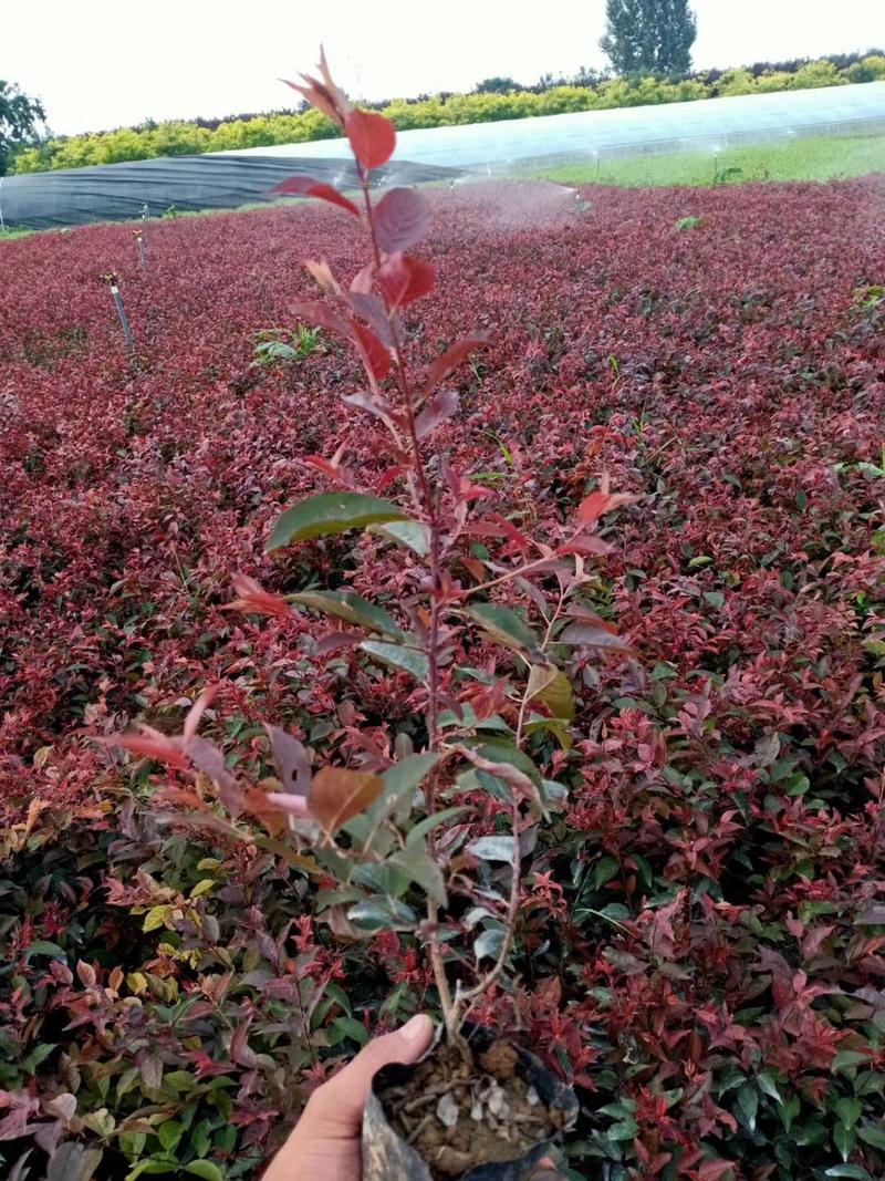 红叶李，基地直销，常年销售各种绿化苗木