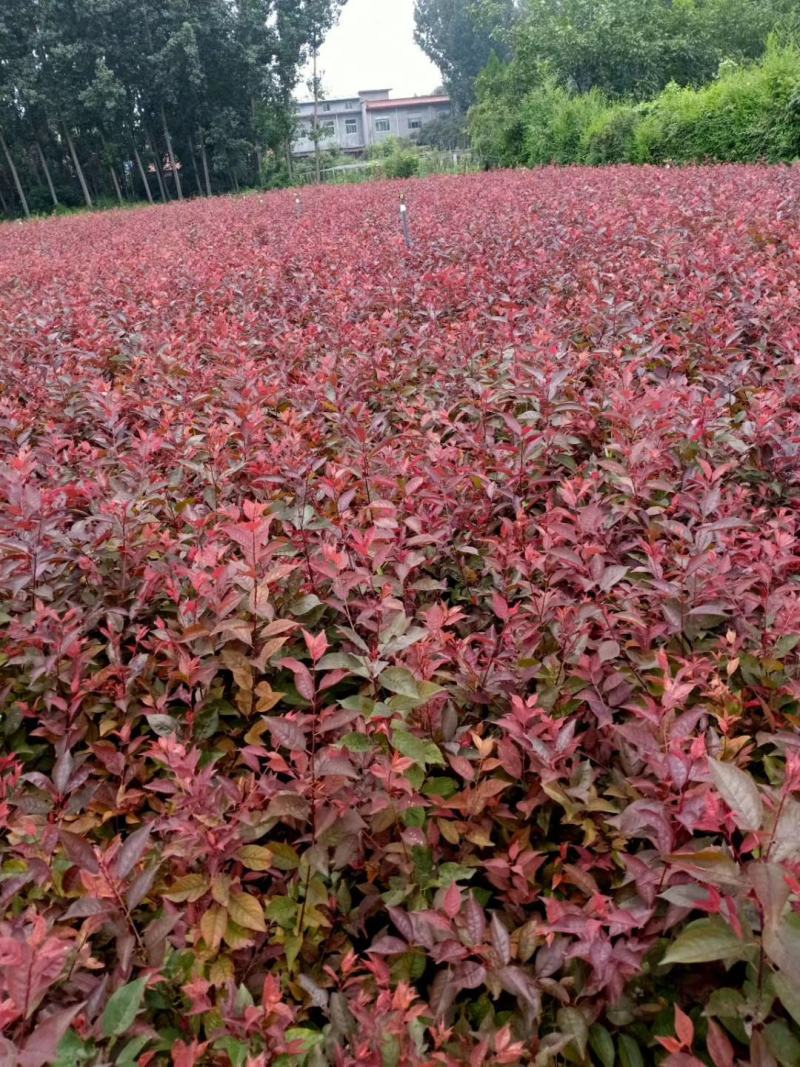红叶李，基地直销，常年销售各种绿化苗木