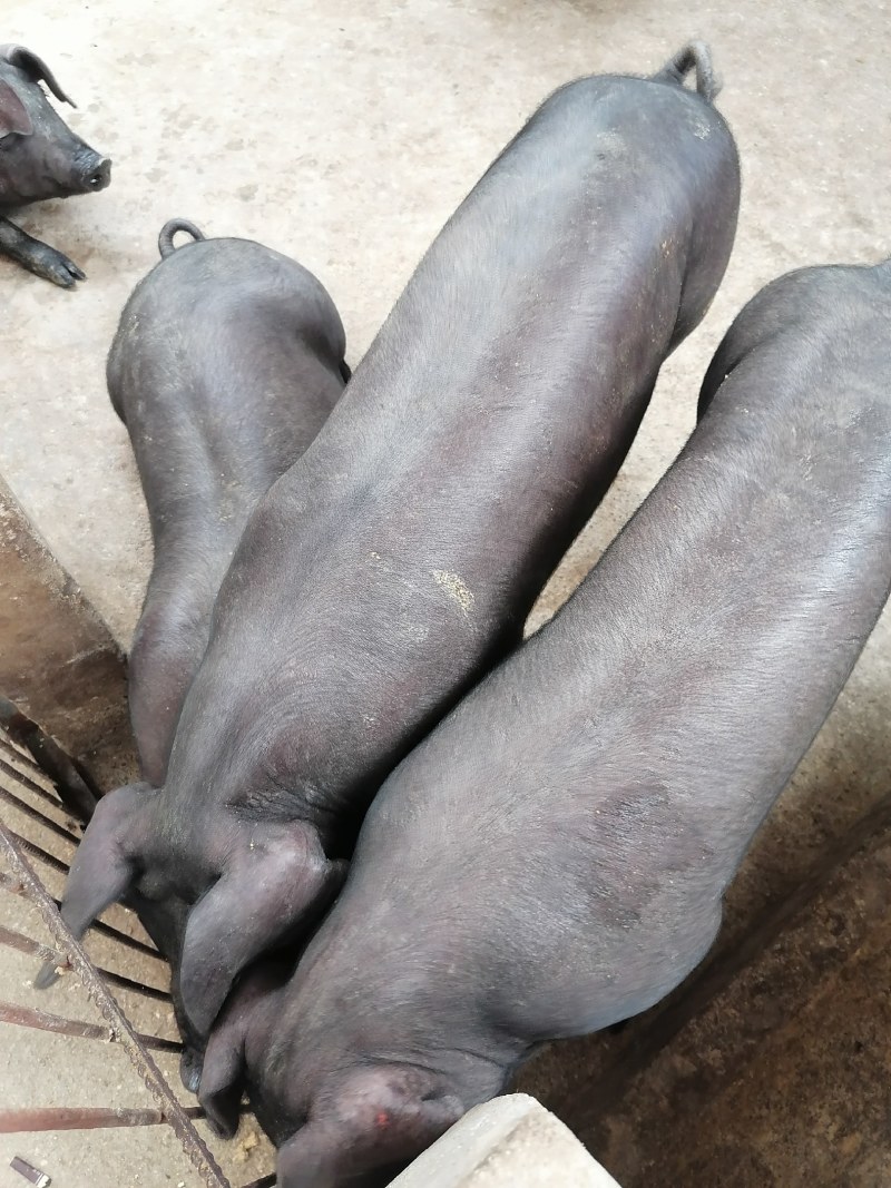 江苏苏太母猪原种母猪种，包成活防疫到位，包邮