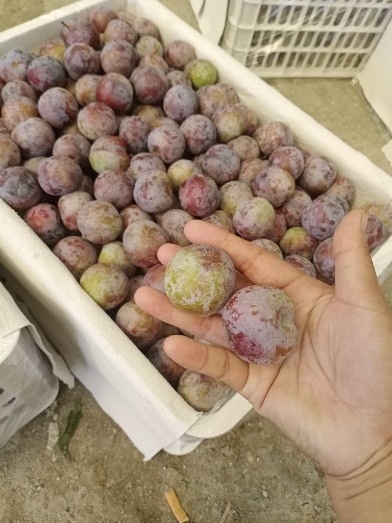 四川达州庙安脆红李口感脆甜，个头很大。现大量出售中
