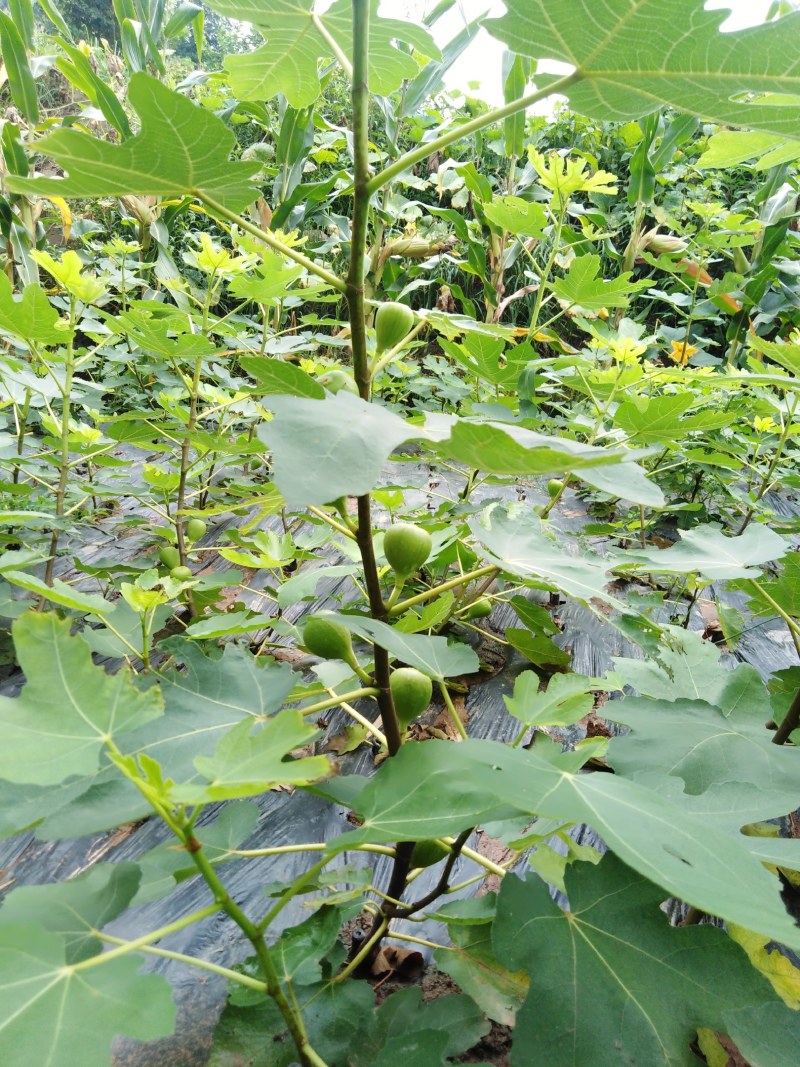 波姬红布兰瑞克无花果苗优质品种基地直发南方北方皆可种植